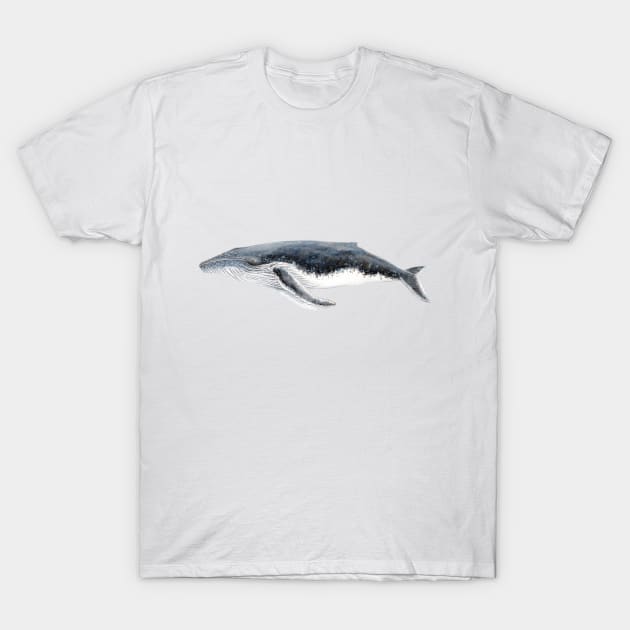 Humpback whale Megaptera novaeangliae T-Shirt by chloeyzoard